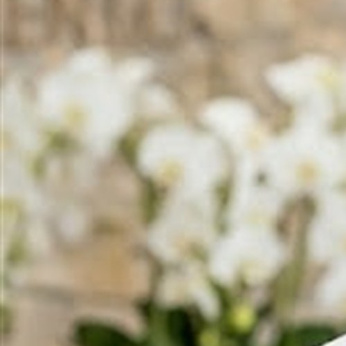 Recepção com arranjo de orquídeas